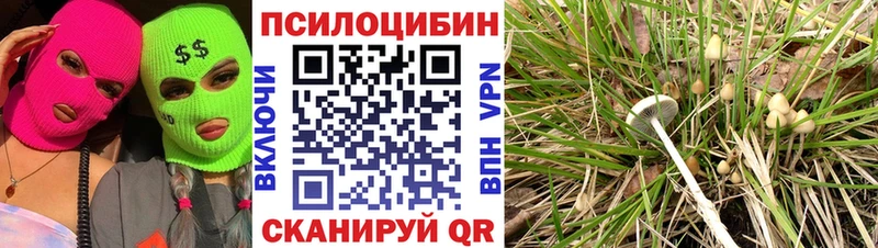 Псилоцибиновые грибы Cubensis  Красноуральск 